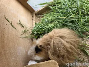 Meerschweinchen Böckchen 