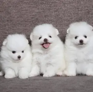 Zwergspitz Pomeranian Welpen 