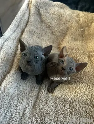 Sphynx Kitten 