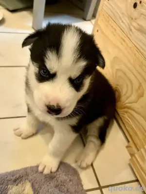 Siberian Husky Welpen Bild 4