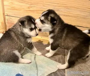 Siberian Husky Welpen Bild 3