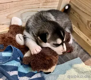 Siberian Husky Welpen Bild 2