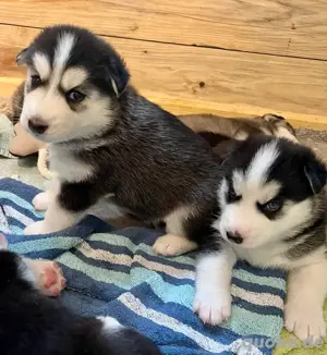 Siberian Husky Welpen Bild 5