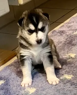 Siberian Husky Welpen