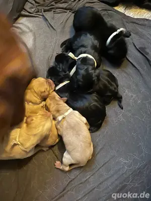 Labrador Welpen