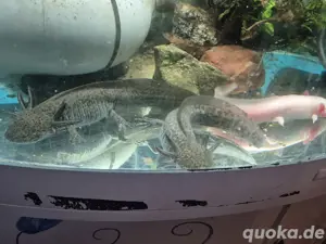 4 Axolotl suchen ein neues Zuhause