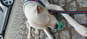 Dogo Argentino 
