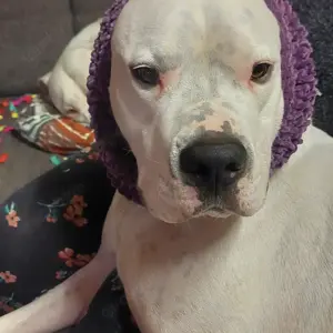Dogo Argentino 