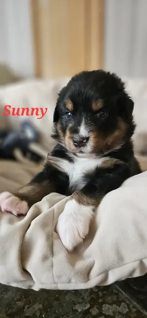 Australien Shepherd mini, reinrassig und zuckersüß 