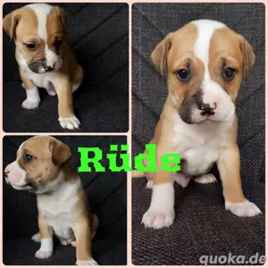 Oeb-Alba-Bulldoggen