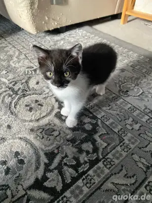 Kitten Babys paarweise abzugeben Bild 2