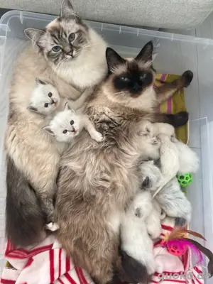 Heilige Birma kitten 
