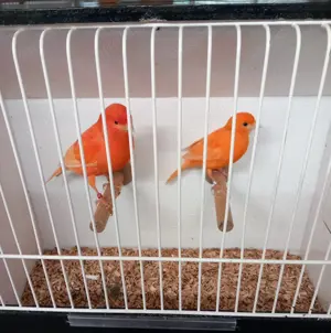Rote Kanarienvögel