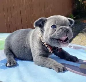Französische Bulldoggen Welpen 