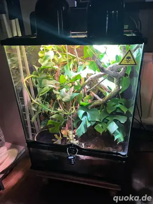 Terrarium komplett und eingerichtet