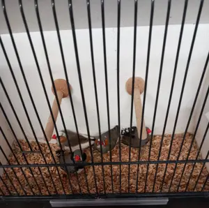 Zebrafinken Hähne von 2024