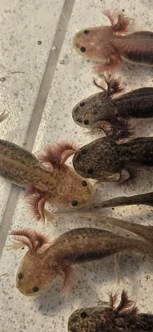 Axolotl 3month old