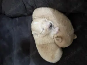 2 Zwergspitz Babys suchen in ein paar Wochen ein (fürimmer)-Zuhause