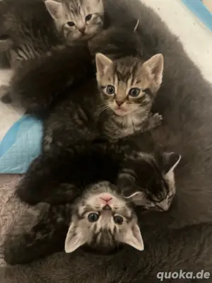 Bkh kitten abgabe bereit 