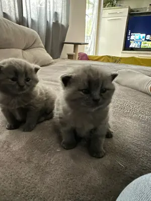 Reinrassige Britisch Kurzhaar Kitten Ab Mitte Juli in liebevolle Hände abzugeben!