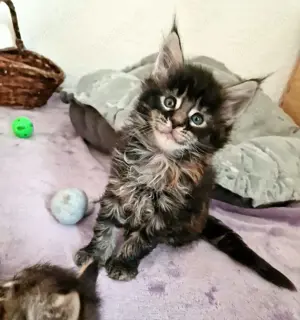 Maine Coon Kitten XXL mit Stammbaum aus N N Verpaarung