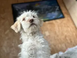Mini und medium golden doodle welpen Abzugeben 