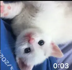 Baby Katze zu verkaufen bei weiter fragen belden