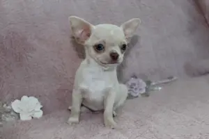 Chihuahua welpe 