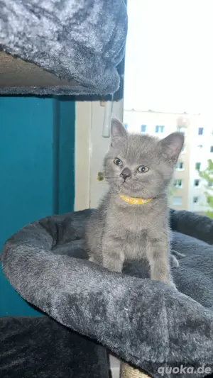 BKH kitten zu verkaufen
