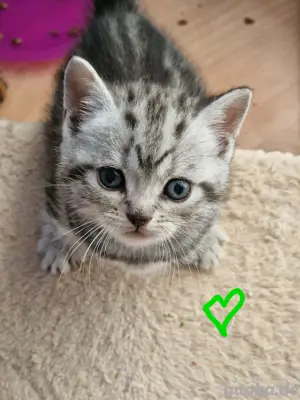 BKH Whiskas Babys 