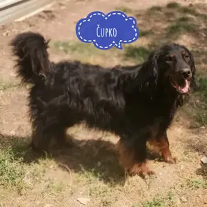 Cupco, wunderschöner Traumhund mit wuscheligem Fell, Hovawart Mix
