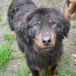 Cupco, wunderschöner Traumhund mit wuscheligem Fell, Hovawart Mix Bild 2