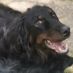 Cupco, wunderschöner Traumhund mit wuscheligem Fell, Hovawart Mix Bild 3