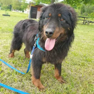 Cupco, wunderschöner Traumhund mit wuscheligem Fell, Hovawart Mix Bild 4