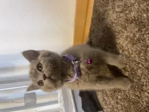 BKH Kitten lilac  Bild 3