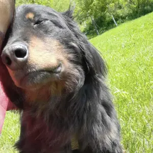 Cupco, wunderschöner Traumhund mit wuscheligem Fell, Hovawart Mix Bild 6
