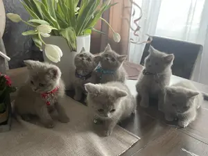 BKH Kitten lilac  Bild 2