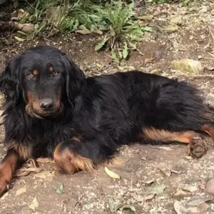 Cupco, wunderschöner Traumhund mit wuscheligem Fell, Hovawart Mix Bild 5