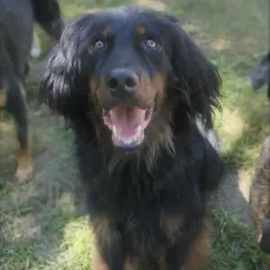 Cupco, wunderschöner Traumhund mit wuscheligem Fell, Hovawart Mix Bild 7