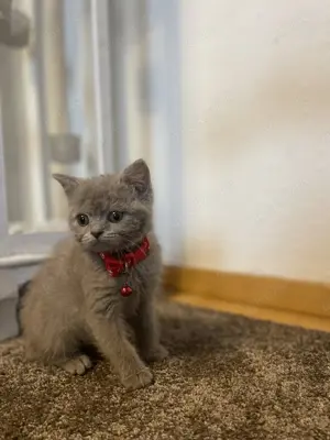 BKH Kitten lilac  Bild 5