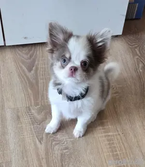 chihuahua Welpe ( Rüde)
