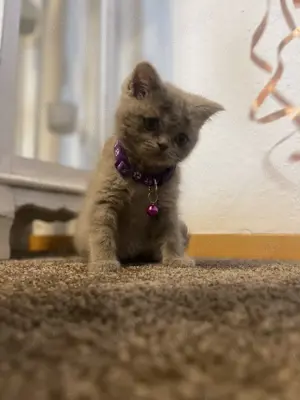 BKH Kitten lilac  Bild 4