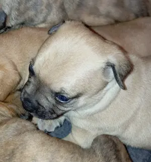 Welpen Mischlingswelpen Chihuahua Jack Russel 