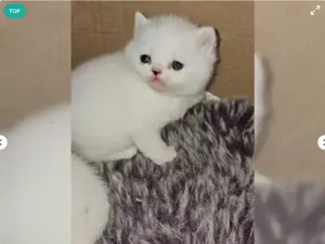 Drei süße BKH Kitten 