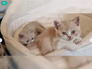 Drei süße BKH Kitten 