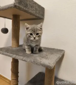 Reinrassige BKH Kitten 