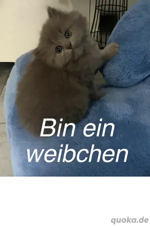 BKH-Mix Kitten abzugeben   geimpft, entwurmt & stubenrein Bild 5