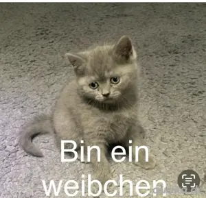 BKH-Mix Kitten abzugeben   geimpft, entwurmt & stubenrein Bild 2