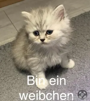 BKH-Mix Kitten abzugeben   geimpft, entwurmt & stubenrein Bild 3