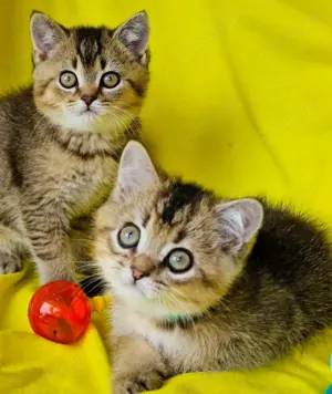 Bkh Kitten mit Stammbaum Abgabebereit 